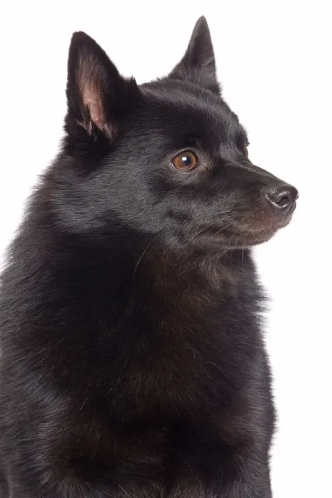 Framed Print : Dog - Schipperke in studio Framed Print : Dog - Schipperke in studio