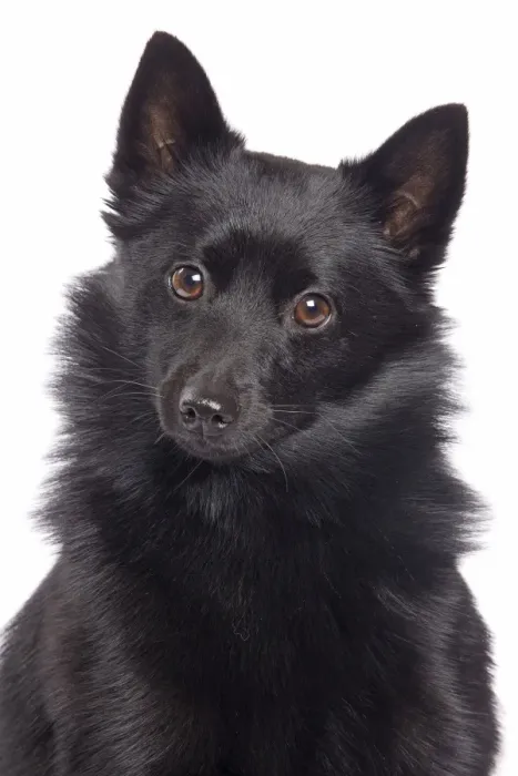 Framed Print : Dog - Schipperke in studio Framed Print : Dog - Schipperke in studio