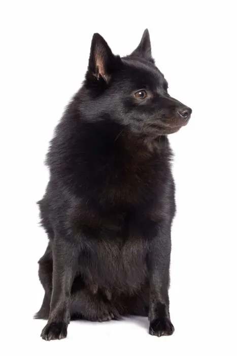 Framed Print : Dog - Schipperke in studio Framed Print : Dog - Schipperke in studio
