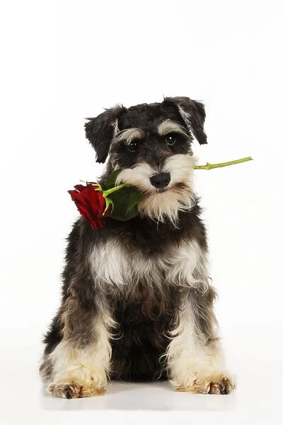 DOG. Schnauzer holding rose