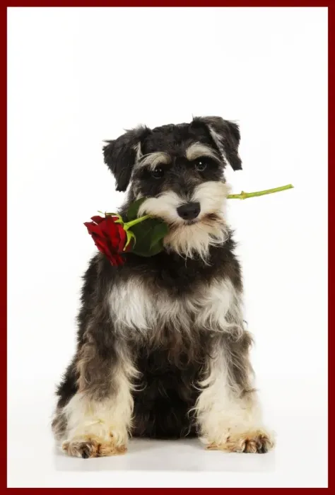Framed Print : DOG. Schnauzer holding rose added border colour Framed Print : DOG. Schnauzer holding rose added border colour