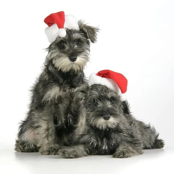 DOG. Schnauzer puppies wearing Christmas hats