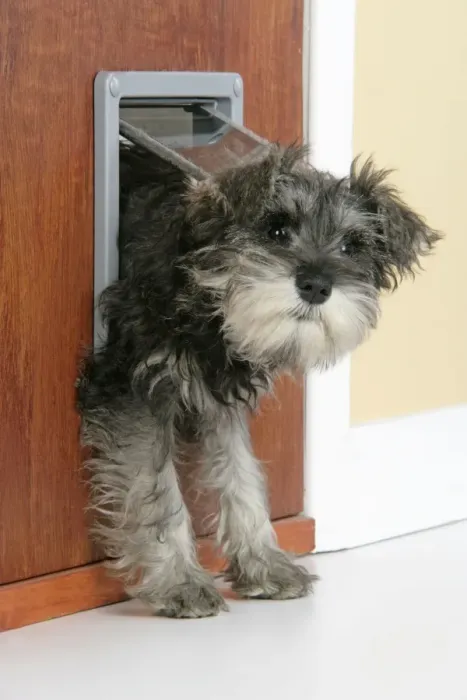 Framed Print : DOG. Schnauzer puppy coming through cat flap Framed Print : DOG. Schnauzer puppy coming through cat flap