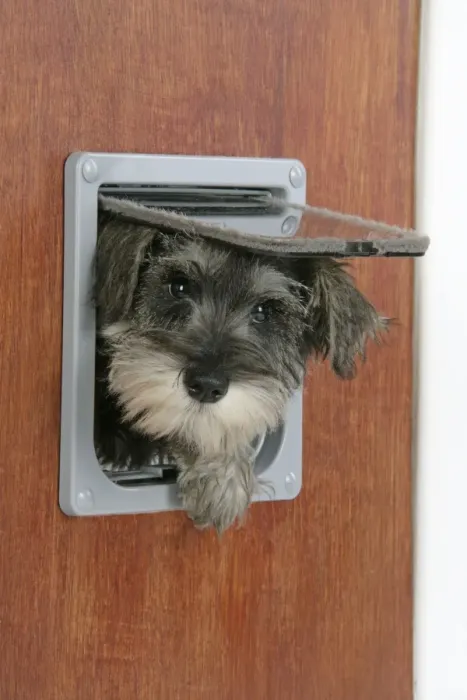 Framed Print : DOG. Schnauzer puppy coming through cat flap Framed Print : DOG. Schnauzer puppy coming through cat flap