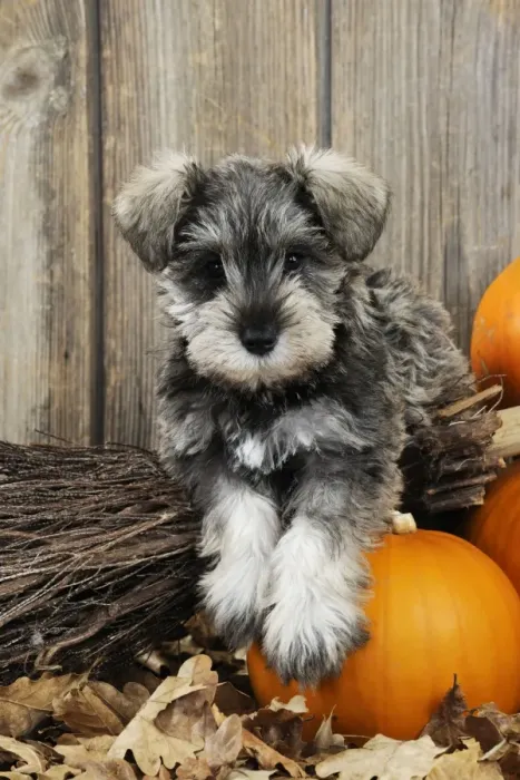 Framed Print : DOG. Schnauzer puppy laying on broom Framed Print : DOG. Schnauzer puppy laying on broom