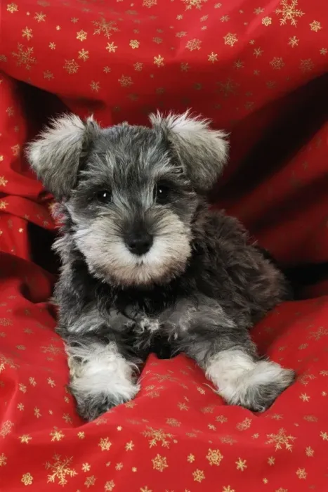Framed Print : DOG. Schnauzer puppy laying in red cloth Framed Print : DOG. Schnauzer puppy laying in red cloth