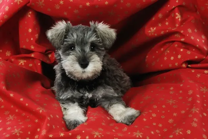 Framed Print : DOG. Schnauzer puppy laying in red cloth Framed Print : DOG. Schnauzer puppy laying in red cloth