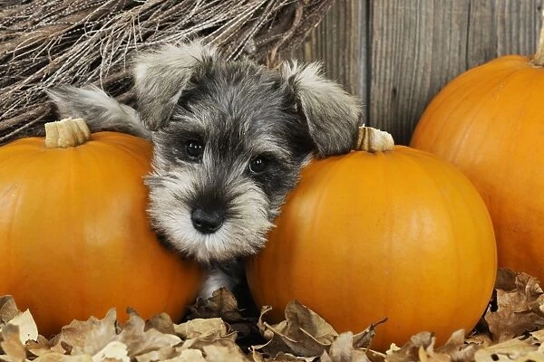 DOG. Schnauzer puppy looking through gap in pumpkins