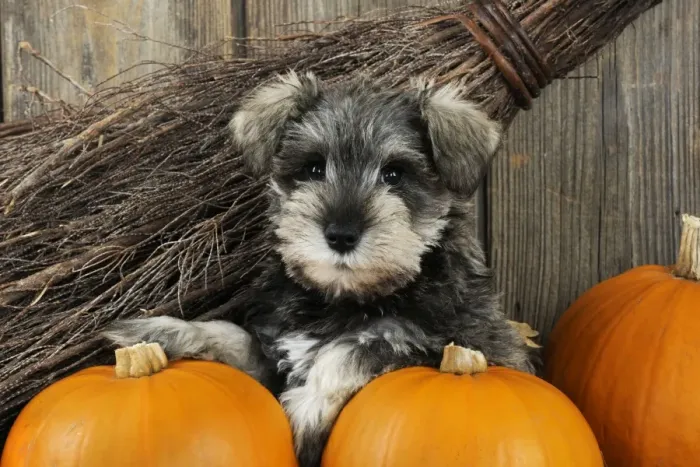 Framed Print : DOG. Schnauzer puppy sitting in leaves with broom and pumpkins Framed Print : DOG. Schnauzer puppy sitting in leaves with broom and pumpkins