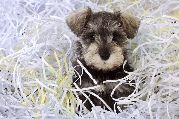 DOG. Schnauzer puppy sitting in paper shreddings (close up)