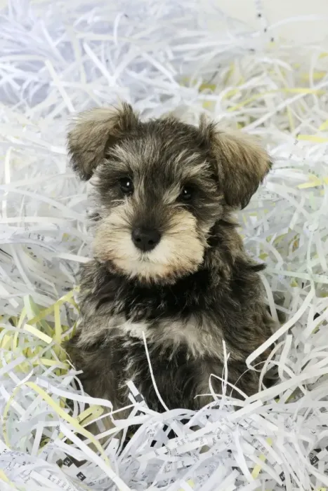 Framed Print : DOG. Schnauzer puppy sitting in paper shreddings Framed Print : DOG. Schnauzer puppy sitting in paper shreddings