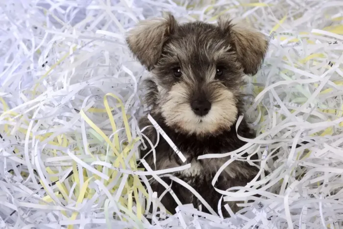 Framed Print : DOG. Schnauzer puppy sitting in paper shreddings (close up) Framed Print : DOG. Schnauzer puppy sitting in paper shreddings (close up)