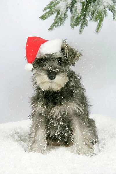 DOG. Schnauzer puppy in snow wearing hat