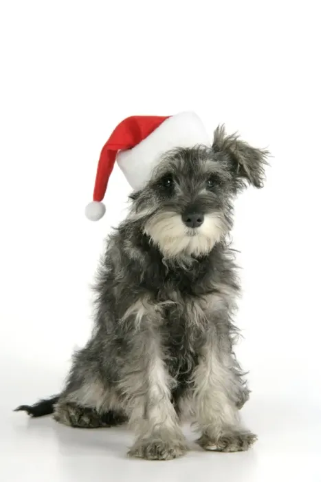 Framed Print : DOG. Schnauzer puppy wearing a Christmas hat Framed Print : DOG. Schnauzer puppy wearing a Christmas hat