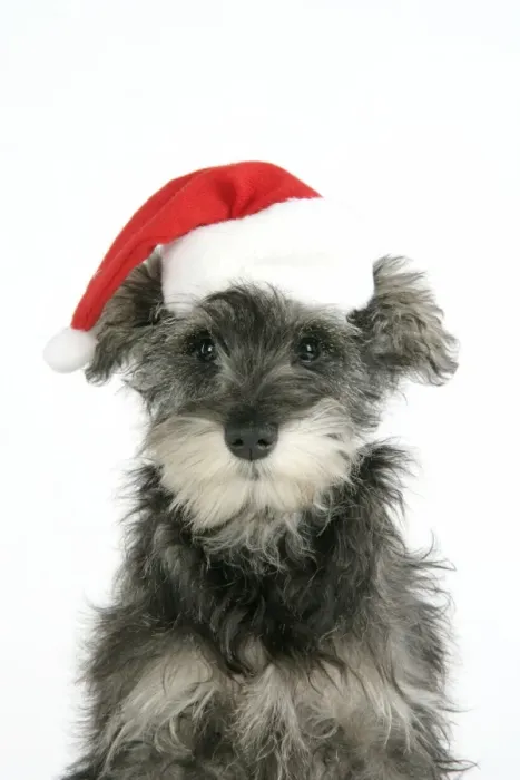 Framed Print : DOG. Schnauzer puppy wearing a Christmas hat Framed Print : DOG. Schnauzer puppy wearing a Christmas hat