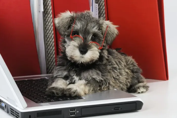 Framed Print : DOG. Schnauzer puppy wearing glasses on computer