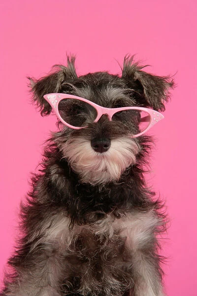 DOG. Schnauzer puppy wearing pink glasses