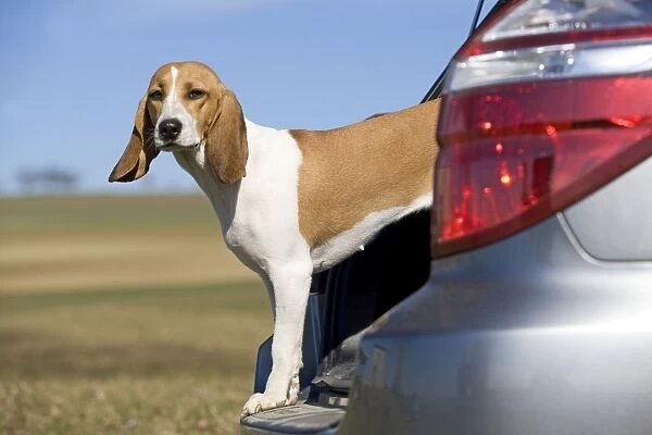 Dog - Schweizerischer Niederlaufhund  /  Small Swiss Hound - looking out of boot of car