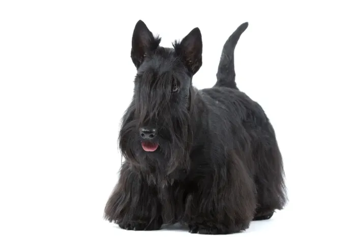 Framed Print : Dog - Scottish / Aberdeen Terrier Framed Print : Dog - Scottish / Aberdeen Terrier