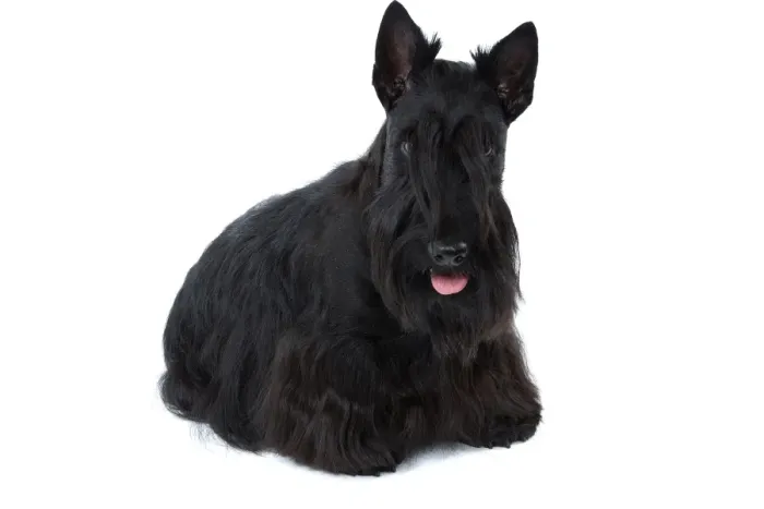 Framed Print : Dog - Scottish / Aberdeen Terrier Framed Print : Dog - Scottish / Aberdeen Terrier