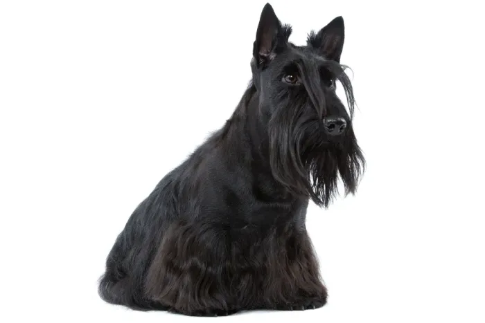 Framed Print : Dog - Scottish / Aberdeen Terrier Framed Print : Dog - Scottish / Aberdeen Terrier
