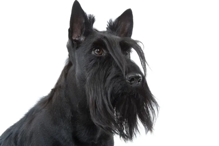 Framed Print : Dog - Scottish / Aberdeen Terrier Framed Print : Dog - Scottish / Aberdeen Terrier