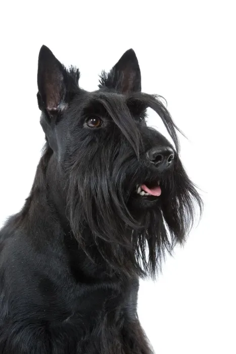 Framed Print : Dog - Scottish / Aberdeen Terrier Framed Print : Dog - Scottish / Aberdeen Terrier