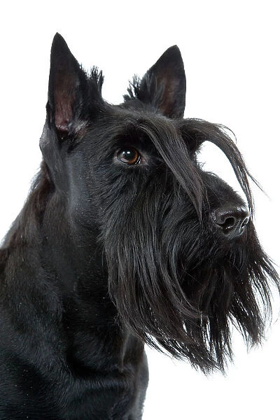 Dog - Scottish  /  Aberdeen Terrier