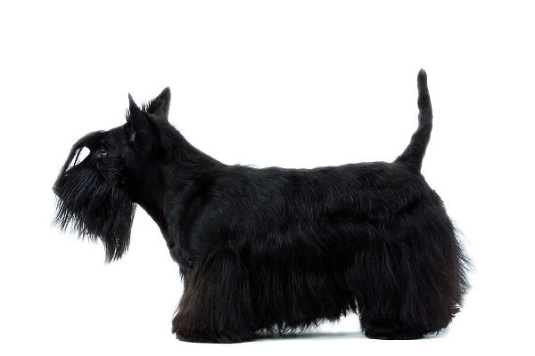 Dog - Scottish  /  Aberdeen Terrier
