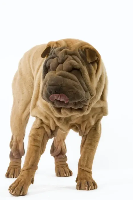 Framed Print : Dog - Shar Pei Framed Print : Dog - Shar Pei