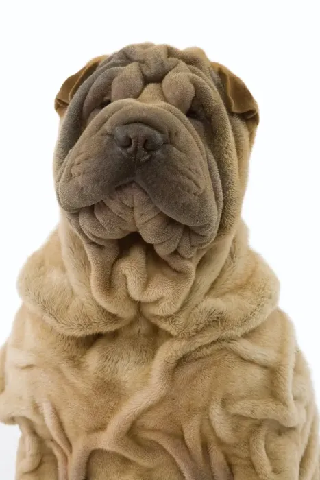 Framed Print : Dog - Shar Pei Framed Print : Dog - Shar Pei