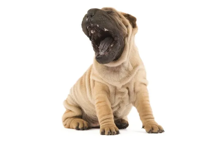 Framed Print : Dog - Shar Pei - in studio yawning Framed Print : Dog - Shar Pei - in studio yawning