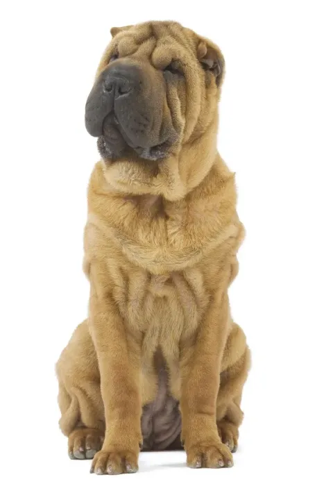 Framed Print : Dog - Sharpei - brush coat Framed Print : Dog - Sharpei - brush coat