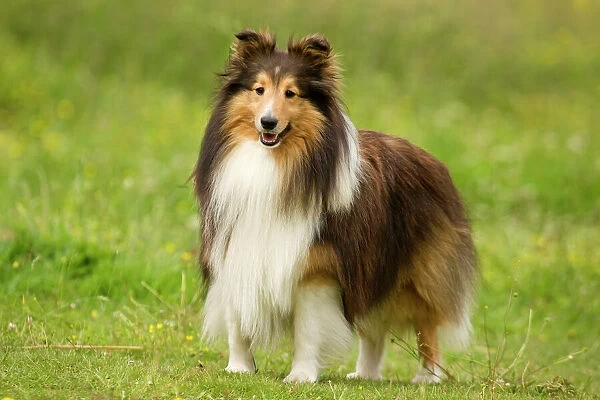 Dog - Shetland sheepdog