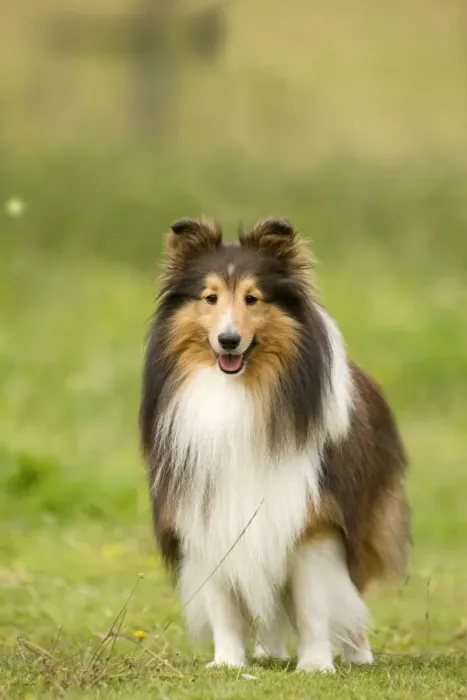 Framed Print : Dog - Shetland sheepdog Framed Print : Dog - Shetland sheepdog