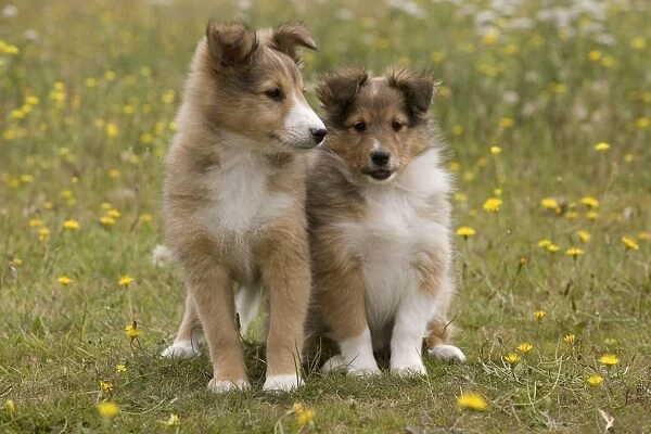 Dog - Shetland sheepdog - 8 week old puppies