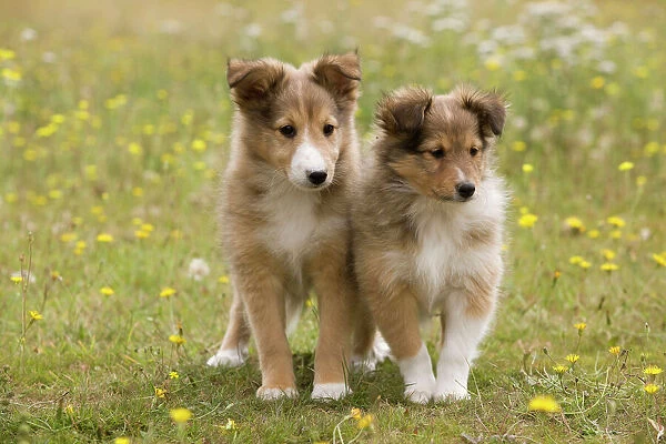 Dog - Shetland sheepdog - 8 week old puppies