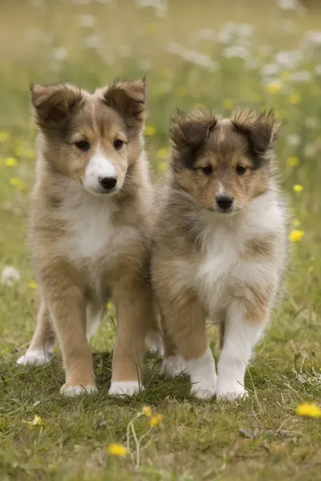 Framed Print : Dog - Shetland sheepdog - 8 week old puppies Framed Print : Dog - Shetland sheepdog - 8 week old puppies