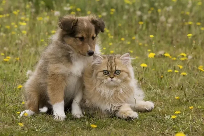 Framed Print : Dog - Shetland sheepdog - 8 week old puppy with 8 week old Persian golden shaded kitten Framed Print : Dog - Shetland sheepdog - 8 week old puppy with 8 week old Persian golden shaded kitten