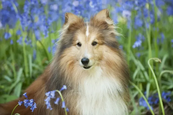 Framed Print : DOG - Shetland sheepdog in bluebells Framed Print : DOG - Shetland sheepdog in bluebells