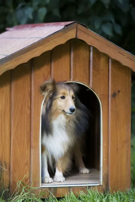 Framed Print : Dog - Shetland Sheepdog in kennel Framed Print : Dog - Shetland Sheepdog in kennel
