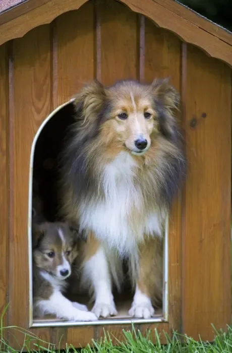 Framed Print : Dog - Shetland Sheepdog in kennel Framed Print : Dog - Shetland Sheepdog in kennel