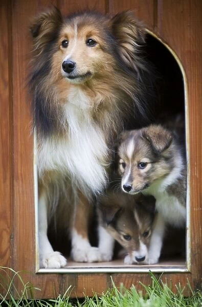 Dog - Shetland Sheepdog and puppies in kennel