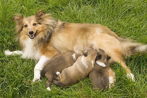 Dog - Shetland Sheepdog with puppies suckling