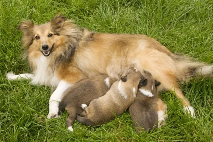 Framed Print : Dog - Shetland Sheepdog with puppies suckling Framed Print : Dog - Shetland Sheepdog with puppies suckling