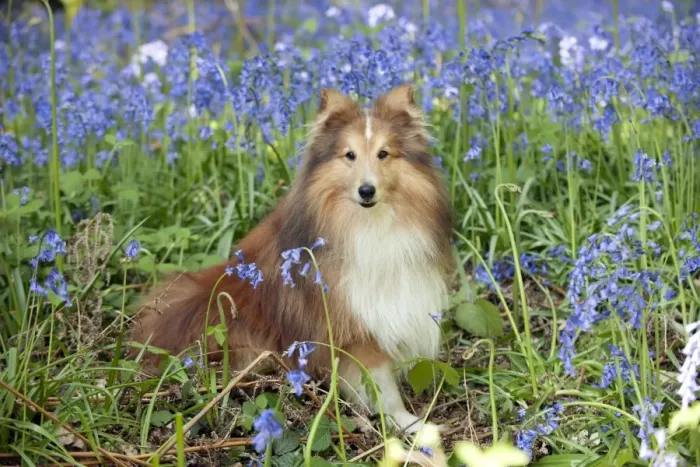Framed Print : DOG - Shetland sheepdog sitting in bluebells Framed Print : DOG - Shetland sheepdog sitting in bluebells