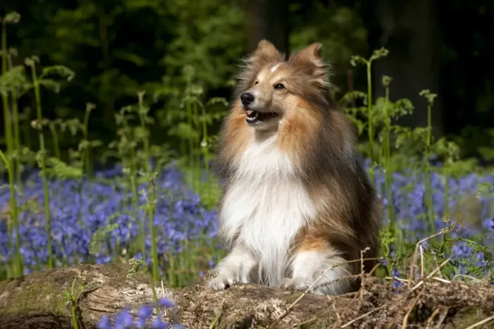 Framed Print : DOG - Shetland sheepdog standing in bluebells Framed Print : DOG - Shetland sheepdog standing in bluebells