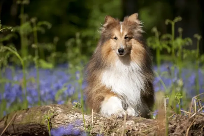 Framed Print : DOG - Shetland sheepdog standing in bluebells Framed Print : DOG - Shetland sheepdog standing in bluebells