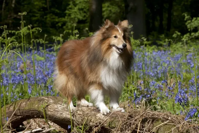 Framed Print : DOG - Shetland sheepdog standing in bluebells Framed Print : DOG - Shetland sheepdog standing in bluebells