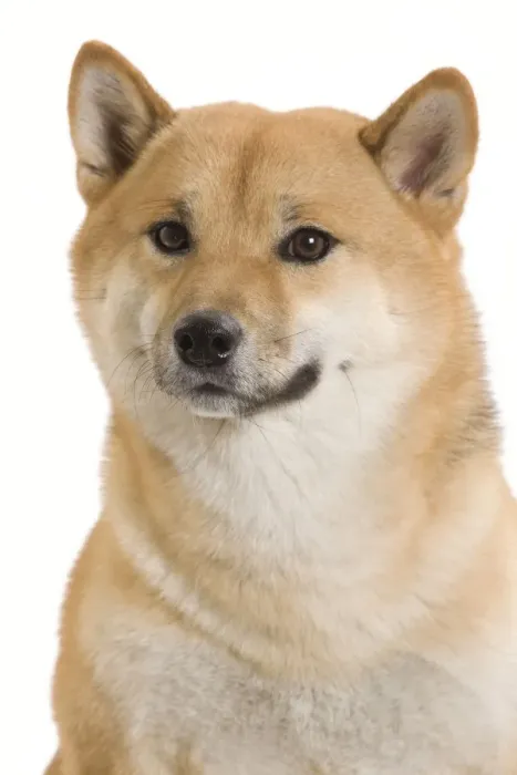 Framed Print : Dog - Shiba Inu Framed Print : Dog - Shiba Inu